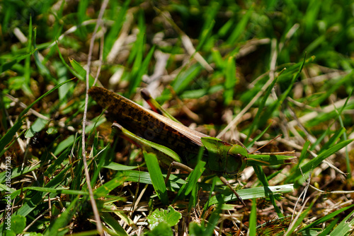 Quadro su tela 草むらに潜むトノサマバッタのマクロ撮影（Macro photography of a migratory locust hiding in the grass）