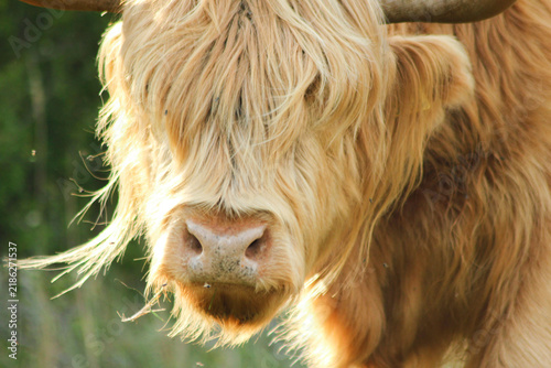 Highland cattle at Zuid-Kennenmerland National Park, In the Netherlands
