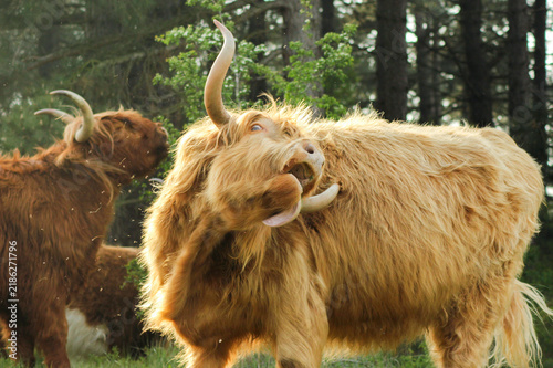 Highland cattle at Zuid-Kennenmerland National Park, In the Netherlands