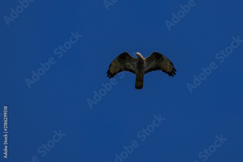 A European honey buzzard (Pernis apivorus) in flight, spreading its wings against a clear blue sky background on a sunny autumn day. Wildlife raptor photography with copy space.