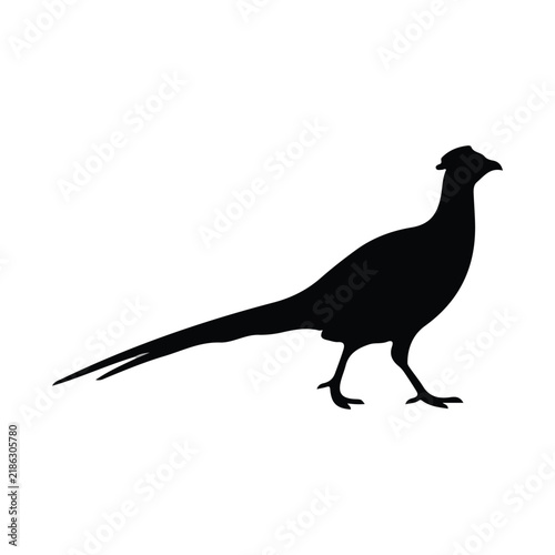  Minimalist black silhouette of a wild pheasant bird walking side view
