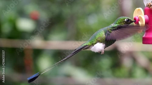 Booted Racket Tail hummingbird (Ochreatus underwood) hummingbird in slow motion at a feeder near Mindo in Western Ecuador