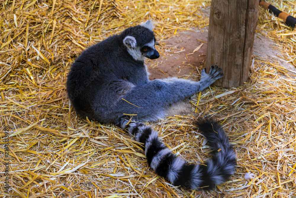 Obraz premium Ring-tailed lemur resting on straw beside a wooden post in an animal enclosure on Gran Canaria, Canary Islands, Spain.