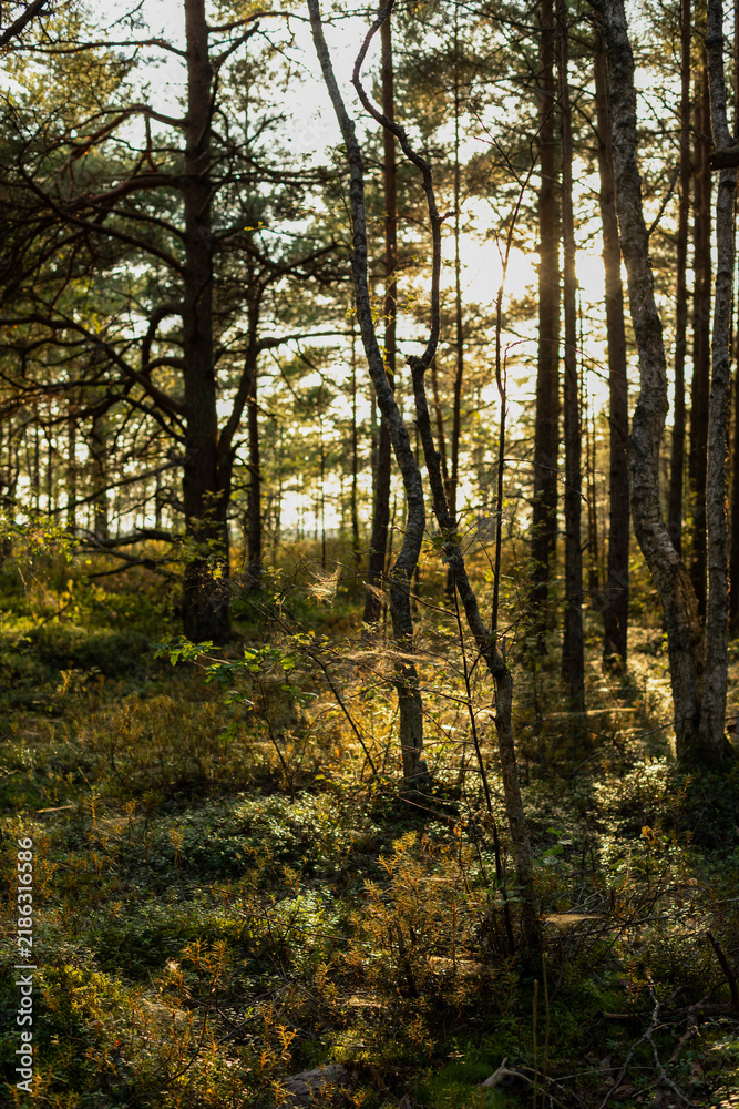 Fototapeta premium Sunlit Pine and Birch Forest in Autumn Woodland