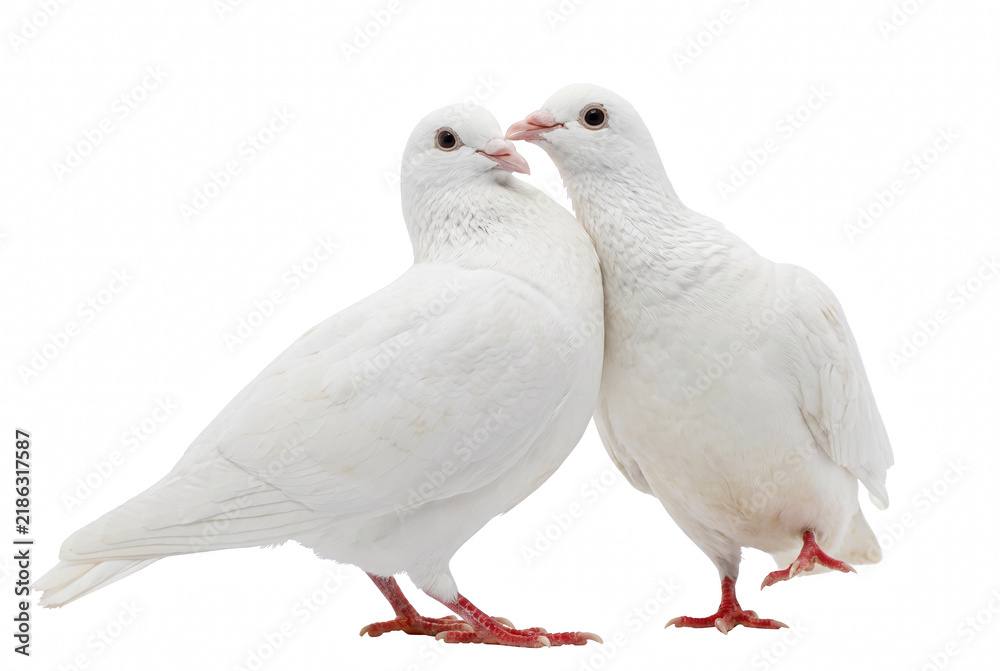 Fototapeta premium Two White Pigeons Touching Beaks in an Affectionate Pose