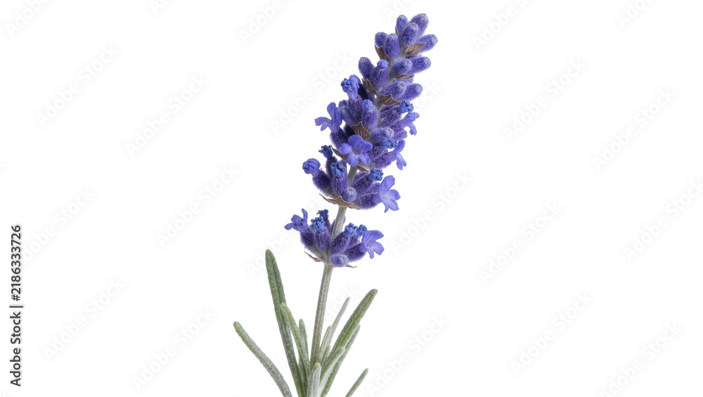 Obraz premium Single purple lavender flower spike with green leaves, isolated on transparent background