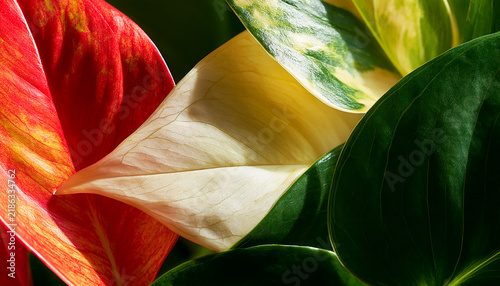Green White and Orange Foliage, Modern Botanical Plant Composition, background