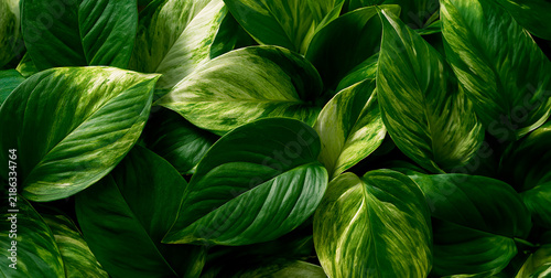 Green and White Leaves, Botanical Foliage Composition on black Background