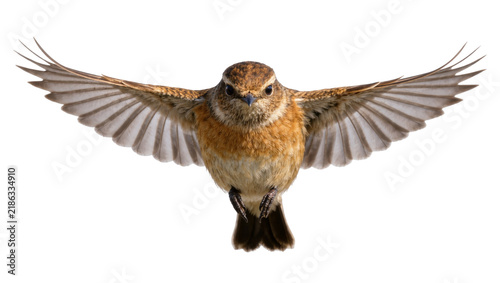 Obraz na plátně Small brown bird with wings spread wide, isolated on transparent background