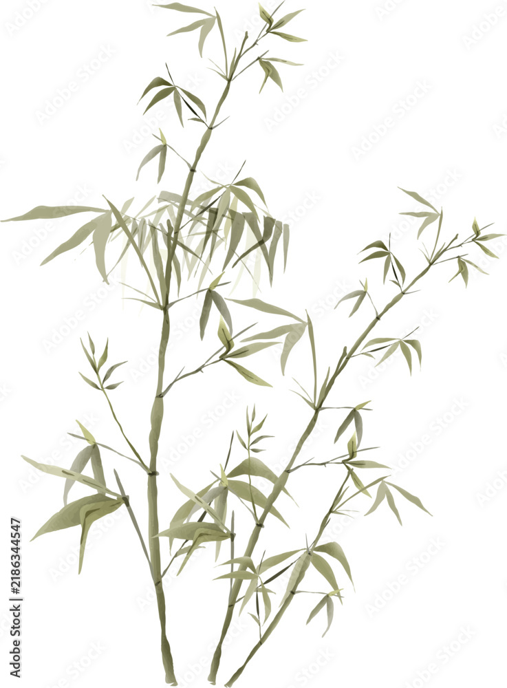 Fototapeta premium Traditional bamboo watercolor vector illustration isolated on white background