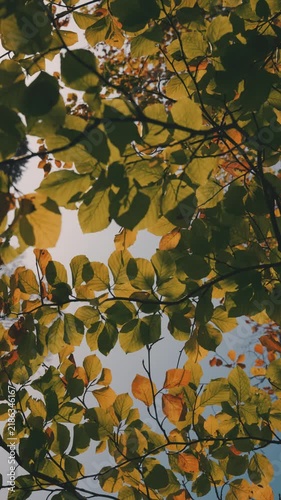 Golden autumn leaves in the trees