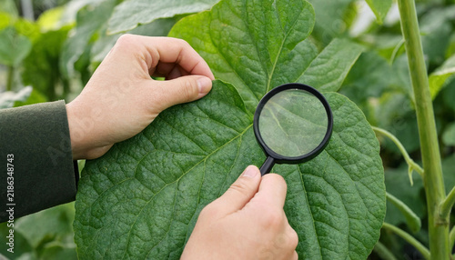 Hands using a magnifying glass to inspect a green leaf for plant diseases or pests in a greenhouse with plant inspection plant health botanical research greenhouse plants leaf diagnosis