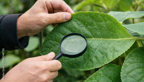 Hands using a magnifying glass to inspect a green leaf for plant diseases or pests in a greenhouse with plant inspection plant health botanical research greenhouse plants leaf diagnosis