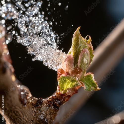 New plant bud receiving water droplets from above