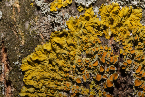 Vibrant yellow lichen colony on rough tree bark, detailed macro texture for n...
