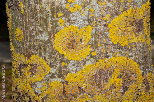 Close-up of vibrant yellow lichen on tree bark, ideal for nature, texture, an...