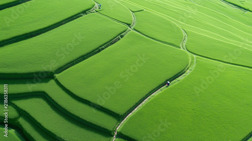 Aerial View of Vibrant Lush Green Rice Terraces with a Lone Farmer Walking on a Narrow Path