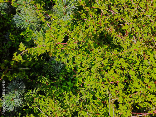 Green forest foliage with sunny branches from above