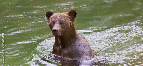 Absolutely wet and drenched Grizzly Bear in Atnarko River in Tweedsmuir Provincial Park, British Columbia