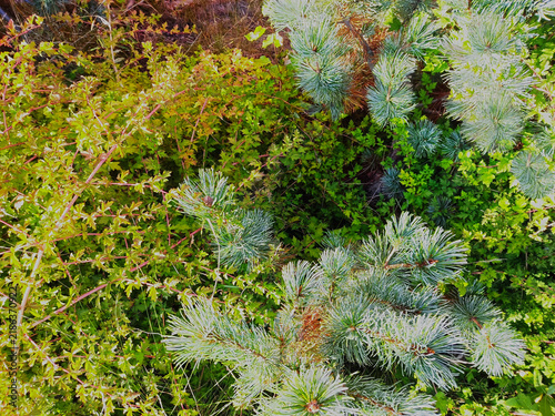 Sunlit pine needles and forest branches close up