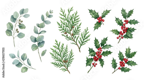 Eucalyptus branches and holly berries watercolor illustration PNG Isolated on transparent background
