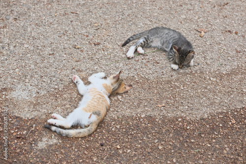 Canvastavla Two Cute Stray Kittens Lying on Asphalt Path in Public Park