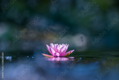 Beautiful lotus flower in the pond with soft focus and blur background and foreground