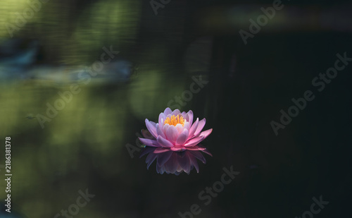 Pink lotus flower reflected in the green water pond