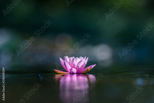 Pink lotus flower in the pond with bokeh background.