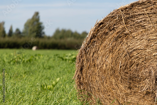 Round Hay Bale in Agricultural Field 