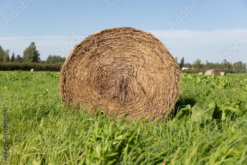 Round Hay Bale in Agricultural Field 