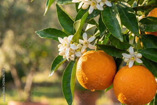 Fresh ripe oranges with delicate blossoms, capturing the essence of a vibrant citrus orchard.