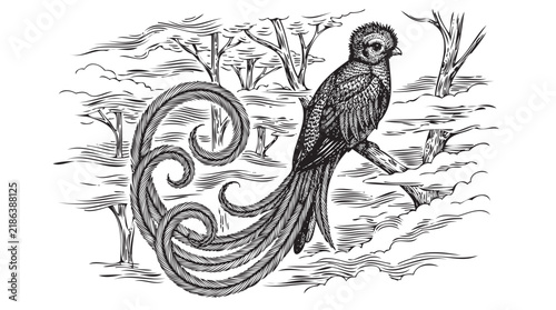 Intricate black and white vector illustration of a long-tailed bird, vintage engraving style forest scene with curling feathers, decorative monochrome sketch of a pheasant in a woodland thicket.
