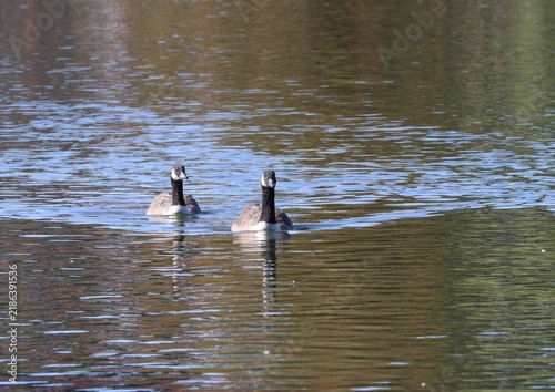 Pair of Canada Geese (Branta Canadensis) out on the water.