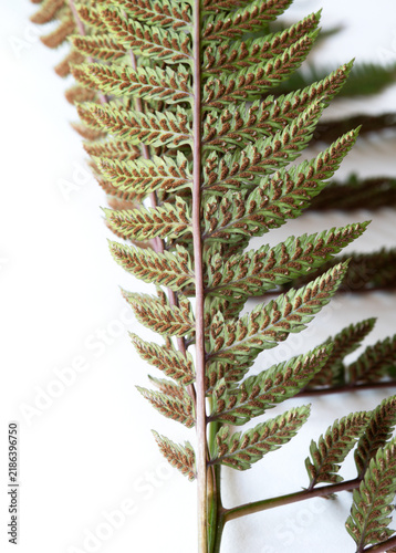 Japanese Painted Fern Frond with Spores 