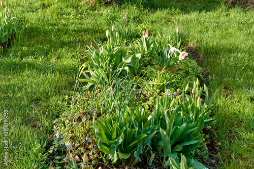Canvastavla beautiful green city flower bed in the evening in spring