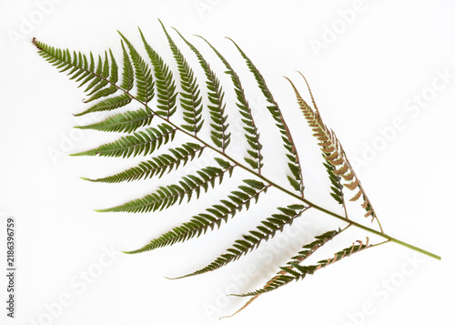 Japanese Painted Fern Frond