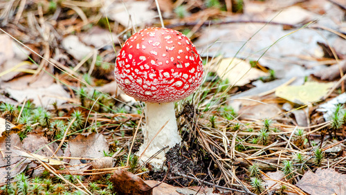 Foto fly agaric mushroom