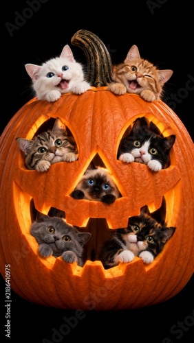 adorable halloween scene featuring kittens inside a carved jack-o’-lantern on black background, blending festive orange glow with playful feline expressions in a symmetrical composition