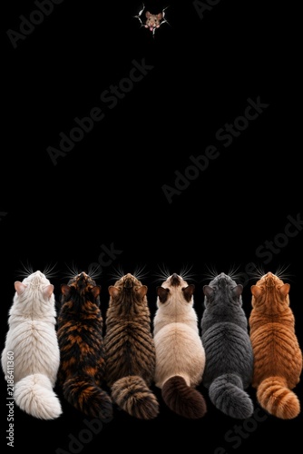 six cats sitting in a row watching a bat on black background, captured in symmetrical composition with diverse fur colors and soft lighting contrast