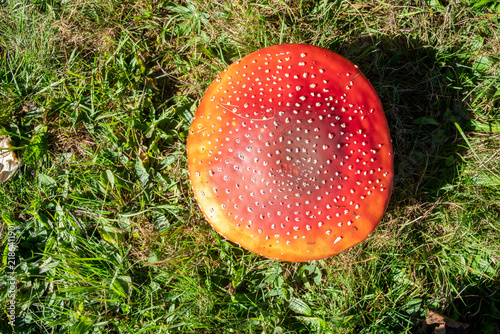 Fotografie Ein perfekt geformter Fliegenpilz als Giftpilz steht in der Wiese