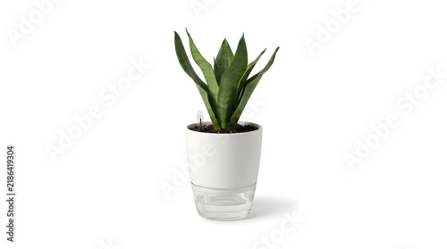 Small green snake plant in a modern white self-watering pot on white background