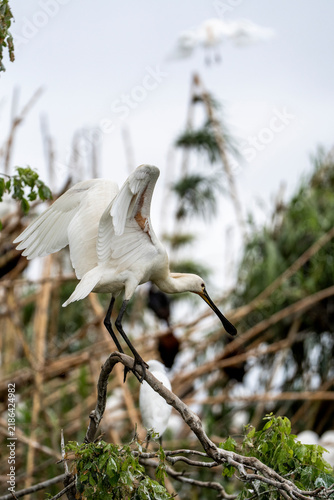 Photography Two white wading birds with long curved bills perched and stretching on mangrove