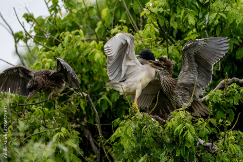 Obraz na płótnie Group of grey herons spreading wings and interacting in a leafy tree nest amid d