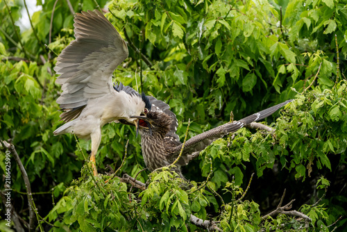 Принти на полотні White egret and juvenile heron tussling on a tree branch amid dense green foliag
