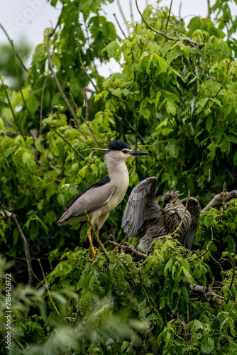 Obraz na plátne Adult and juvenile black-crowned night herons perched on mangrove branches amid