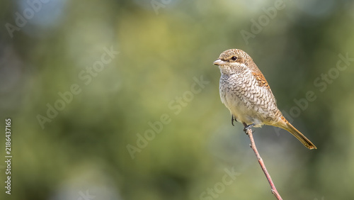 Obraz na płótnie Juvenile red-backed shrike Lanius collurio perched on twig with copy space