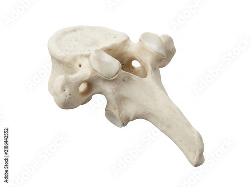 Detailed View Of A Single Vertebra Showing Intricate Bone Structure And Anatomy