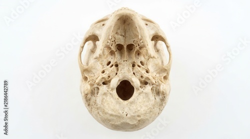 Detailed View Of A Vertebrate Skull Base Showing Intricate Anatomy