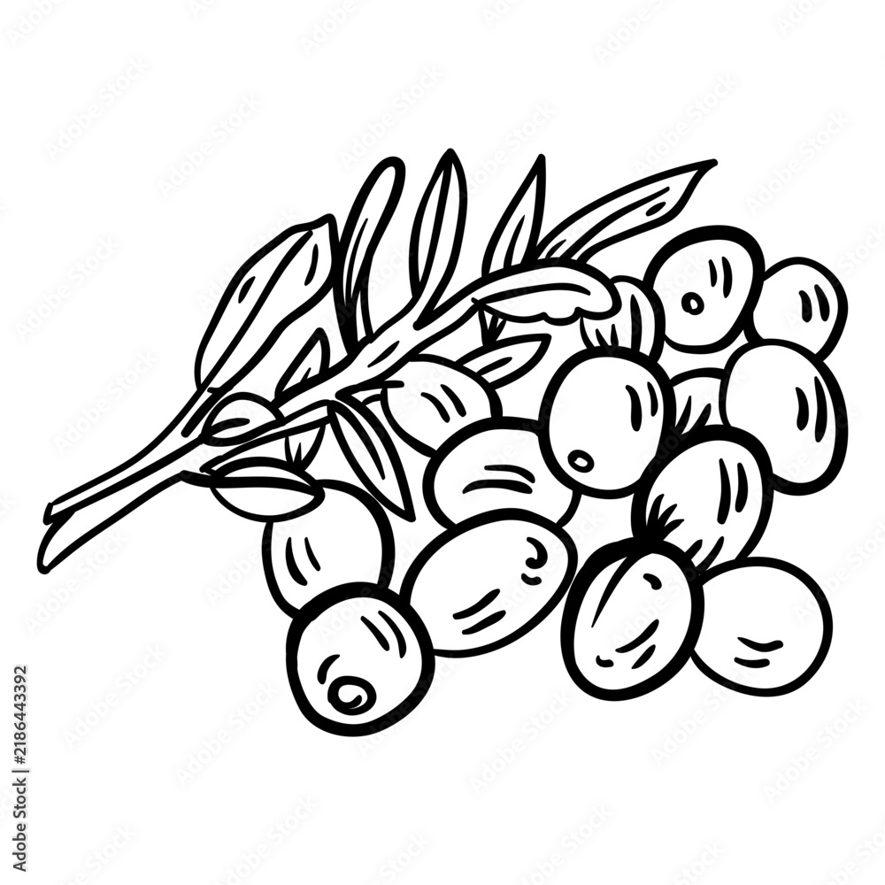 Obraz premium Olive branch leaf stroke
